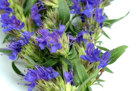 Flower of hyssop