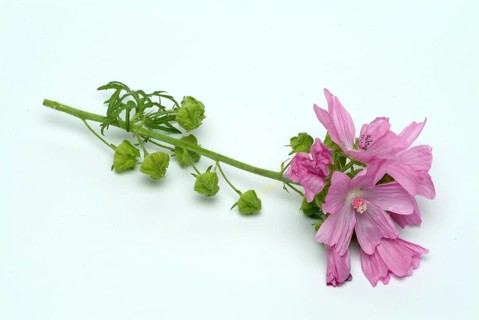 Mallow