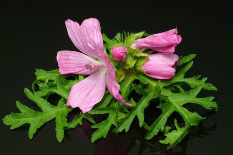 Musk mallow