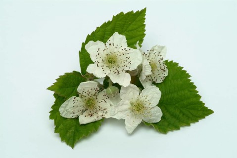Bilberry