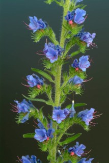 Common viper's-bugloss