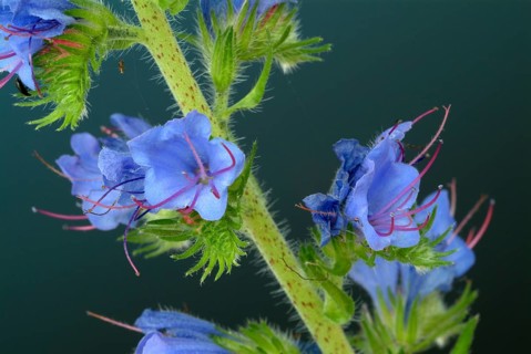 Common viper's-bugloss
