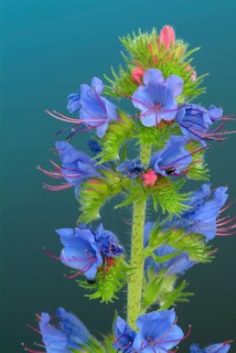 Common viper's-bugloss