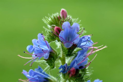 Common viper's-bugloss