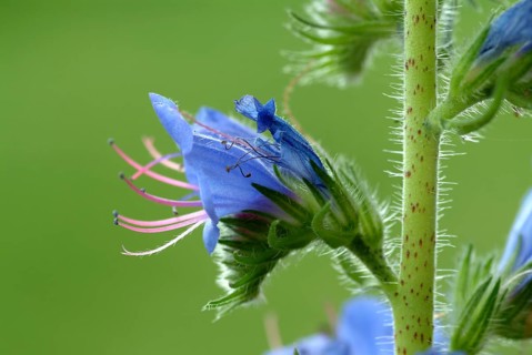 Common viper's-bugloss