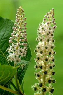 Pokeweed