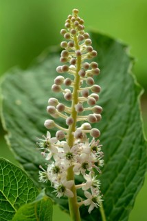 Pokeweed