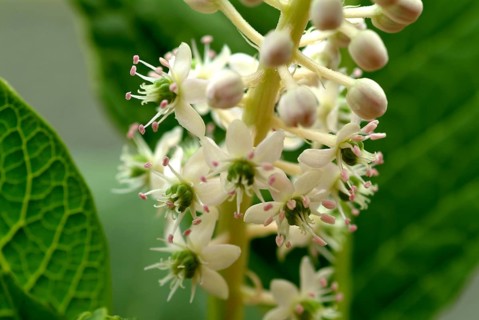 Pokeweed