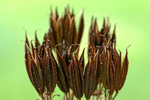 Seed head of the sweet umbel