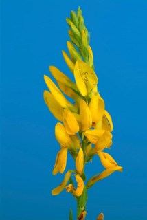 Dyer's broom