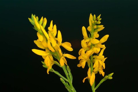 Dyer's broom