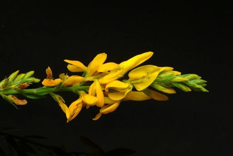 Dyer's broom