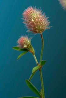 Hare clover