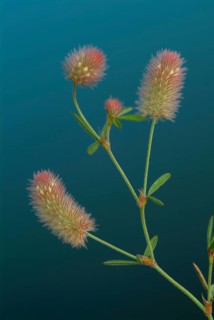 Hare clover