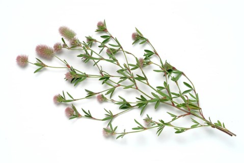Hare clover