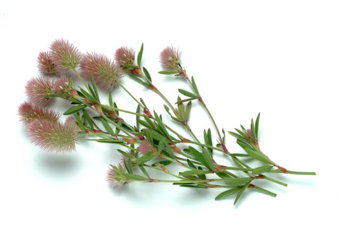 Hare clover