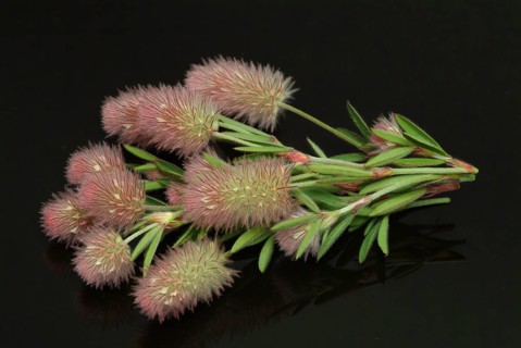 Hare clover