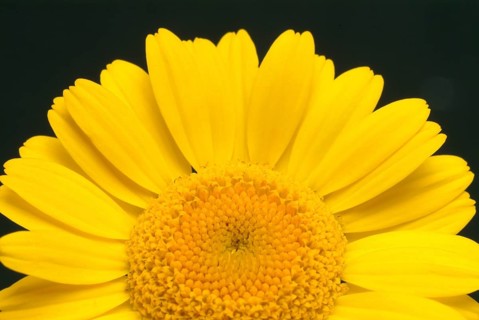 Dyer's chamomile