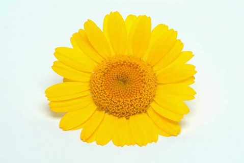 Dyer's chamomile