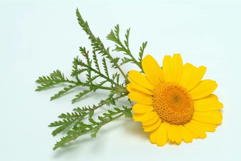 Dyer's chamomile