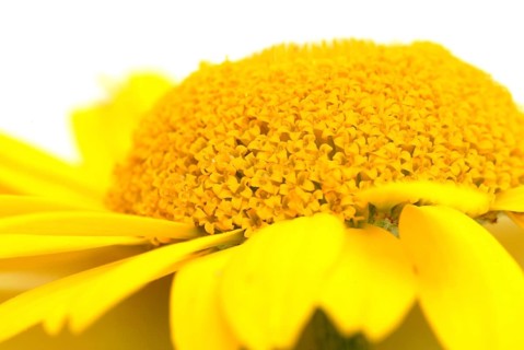 Dyer's chamomile