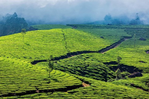 Kerala India travel background