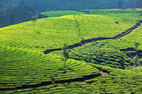 Kerala India travel background