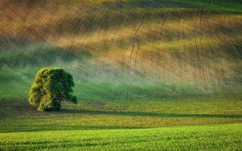 Lonely tree in ploughed field