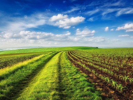 Rolling fields of Moravia