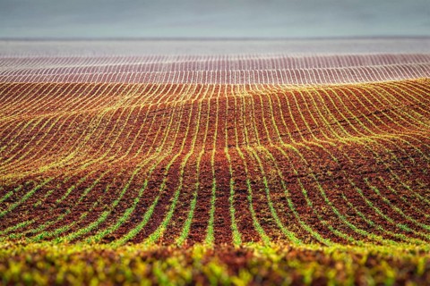 Rolling fields of Moravia