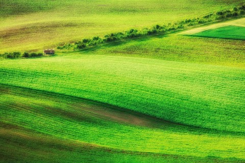 Rolling landscape of green fields in South Moravia
