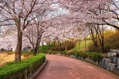 Blooming sakura cherry blossom alley in park in spring