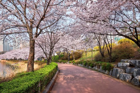 Blooming sakura cherry blossom alley in park in spring
