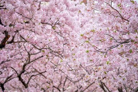 Blooming sakura cherry blossom background in spring