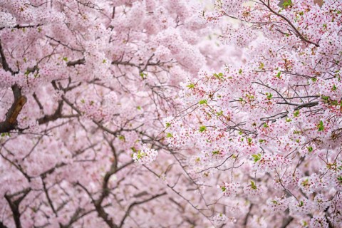 Blooming sakura cherry blossom background in spring