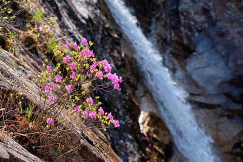 Rhododendron Mucronulatum Korean Rhododendron flower with Biryong Falls Waterfall in Seoraksan National Park