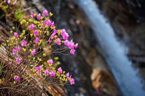 Rhododendron Mucronulatum Korean Rhododendron flower with Biryong Falls Waterfall in Seoraksan National Park
