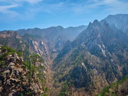 Pine tree and rock cliff at Towangpok Observatory viewpoint