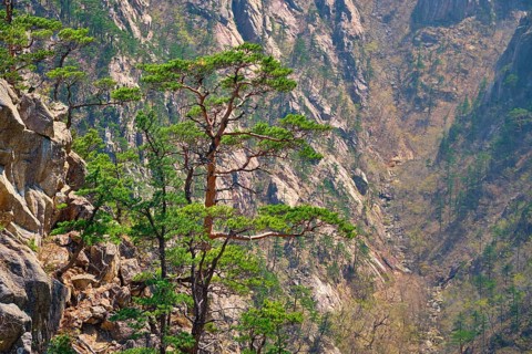 Pine tree and rock cliff at Towangpok Observatory viewpoint