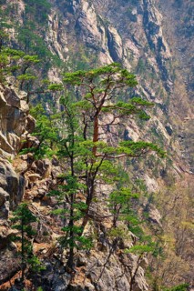Pine tree and rock cliff at Towangpok Observatory viewpoint