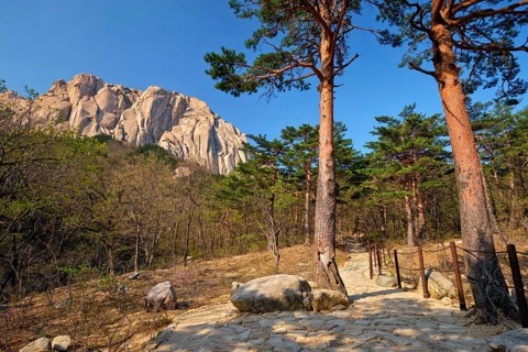 Ulsanbawi rock and hiking trail in pine trees forest in Seoraksan National Park