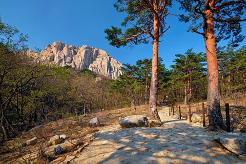 Ulsanbawi rock and hiking trail in pine trees forest in Seoraksan National Park