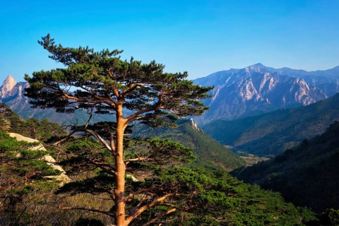 Pine tree in Seoraksan National Park
