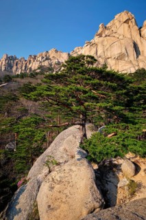 Ulsanbawi rock and pine trees in Seoraksan National Park