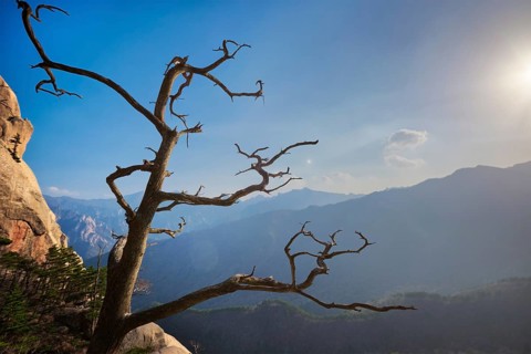 Dead pine tree in Seoraksan National Park on sunset