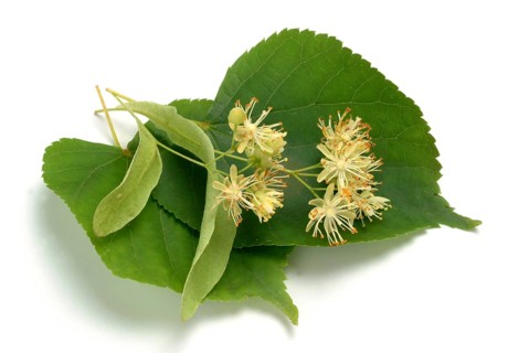 Lime blossoms of the large-leaved linden