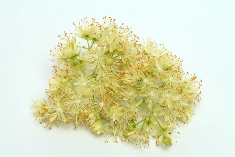 Lime blossoms of the large-leaved linden
