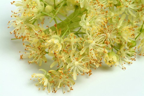 Lime blossoms of the large-leaved linden