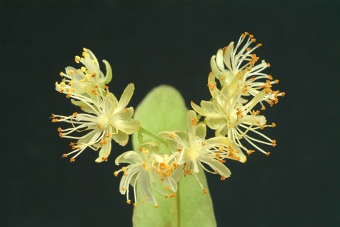 Lime blossoms of the large-leaved linden