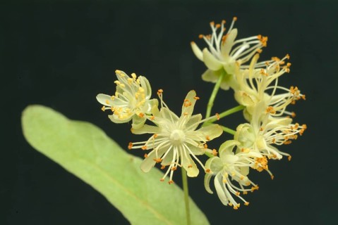 Lime blossoms of the large-leaved linden
